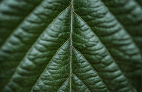 溜まった疲れに効く「びわの葉」 温灸と指圧で体の芯から温めます。