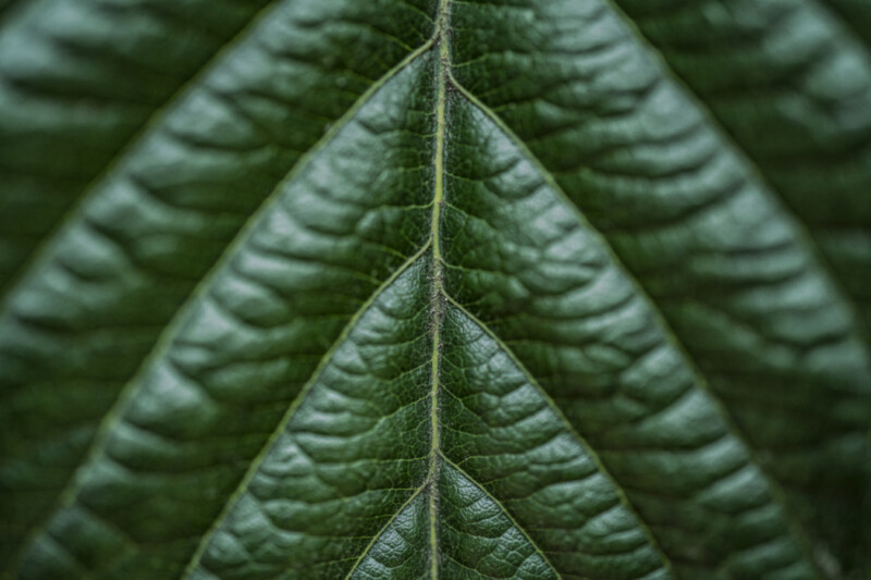 溜まった疲れに効く「びわの葉」 温灸と指圧で体の芯から温めます。
